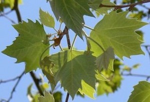 Planetree Leaves